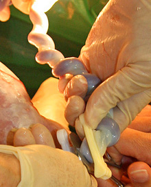 This cord was still pumping blood from the placenta to the baby when it was clamped. You can see blood in the vessels; the blood pressure gives the cord its shape.